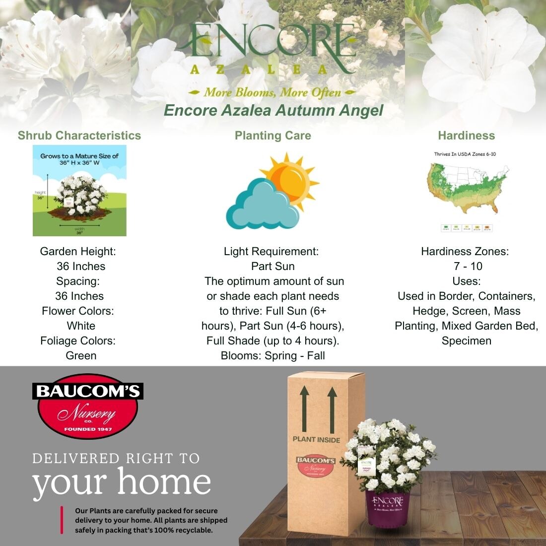 ENCORE AZALEA 2 Gal. Autumn Angel Shrub with White Flowers 14797